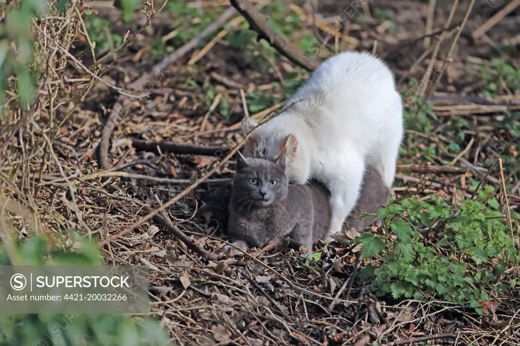 Domestic Cat, adult pair, mating, Thetford, Norfolk, England, March