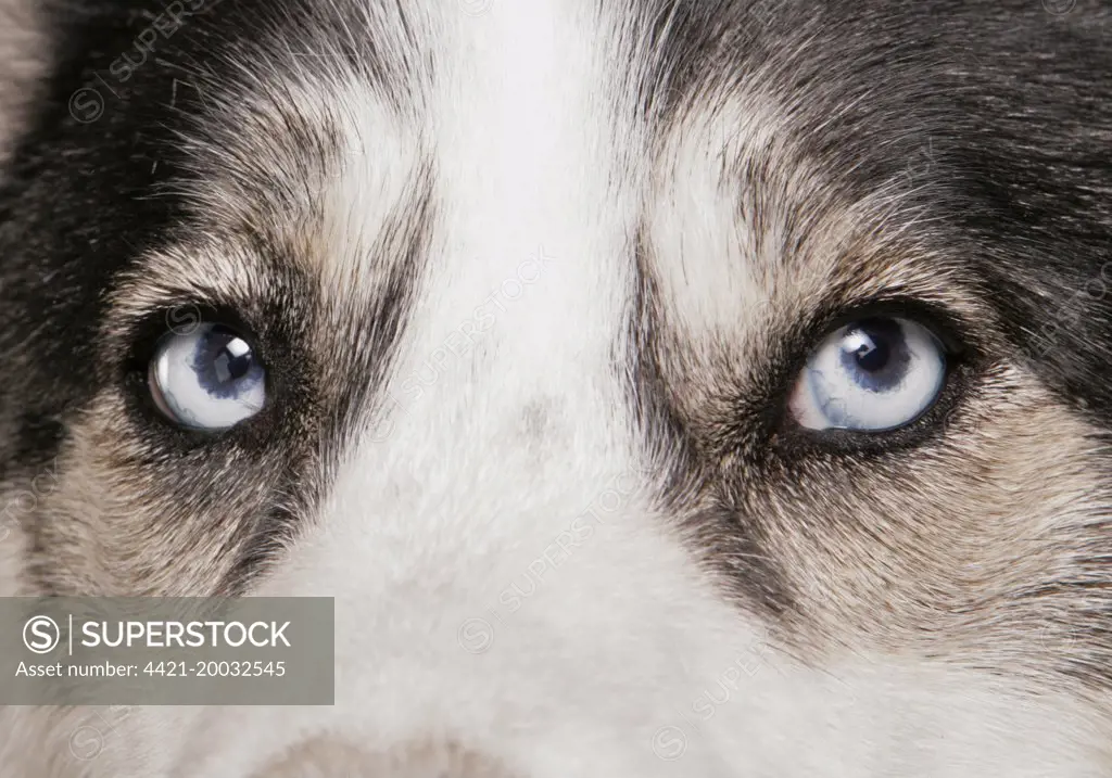 Domestic Dog, Siberian Husky, adult, close-up of eyes 