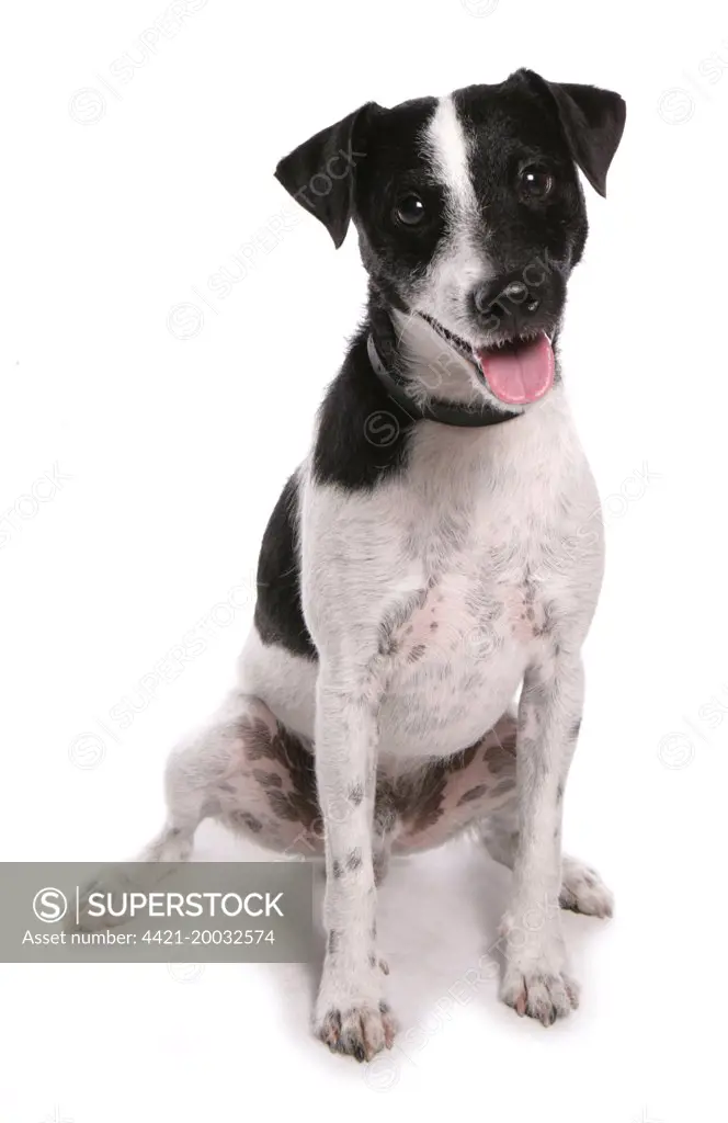 Domestic Dog, Jack Russell Terrier, adult, sitting 