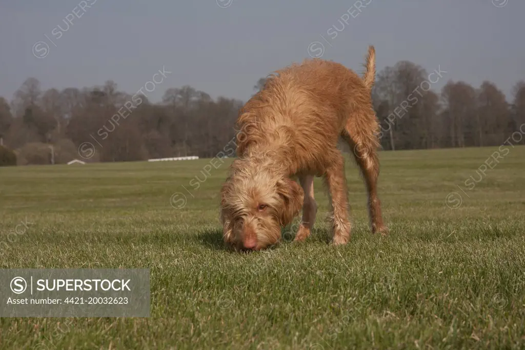 Domestic Dog, Hungarian Vizsla, wire-haired variety, juvenile, one-year old, sniffing ground, standing on grass, England, March