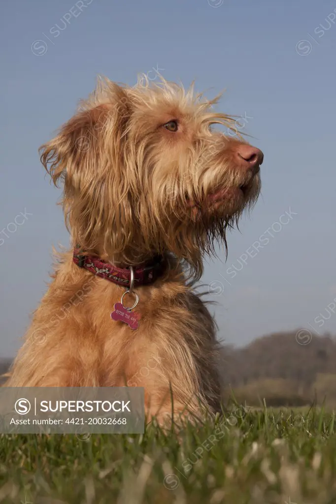 Domestic Dog, Hungarian Vizsla, wire-haired variety, juvenile, one-year old, laying on grass, England, March