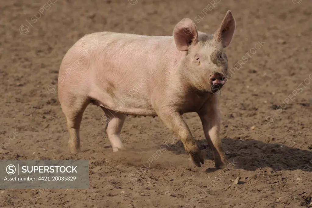 Domestic Pig,  adult, running in field on commercial freerange unit, Suffolk, England, April