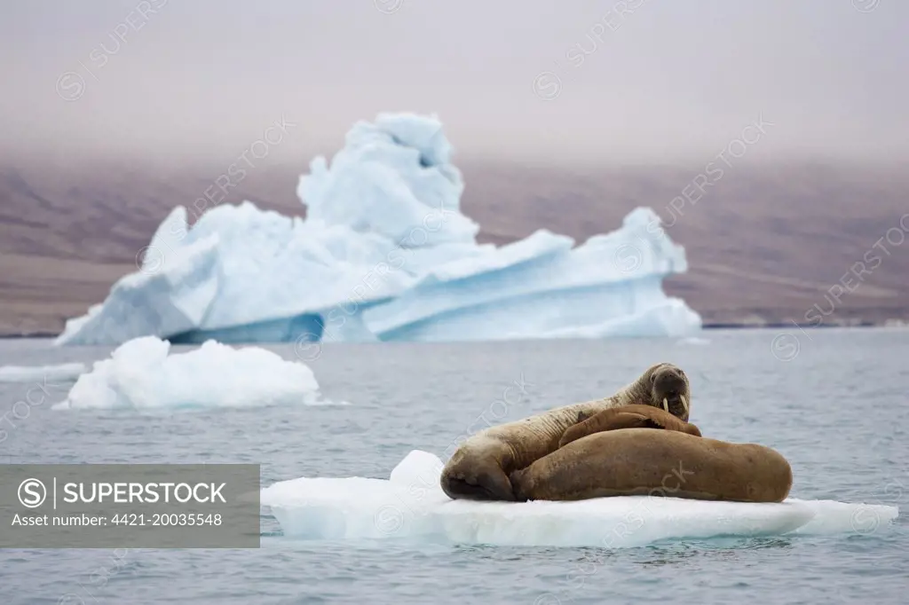 Atlantic Walrus (Odobenus rosmarus rosmarus) two adults and pup, hauled out on small slab of ice, with weathered 'blue ice' iceberg in background, Baffin Bay, North Atlantic Ocean, August