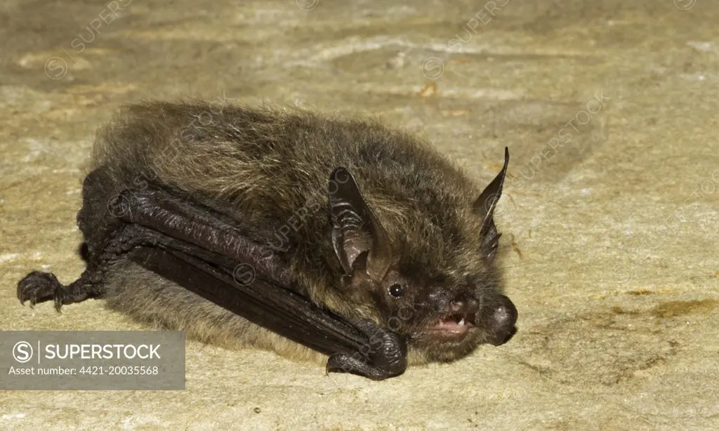 Brandt's Bat (Myotis brandtii) adult, echolocating, resting on stone, Sussex, England, September