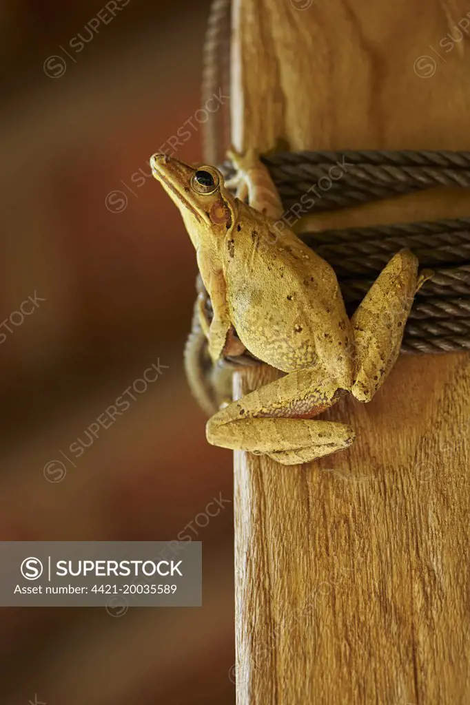 Asian Brown Treefrog (Polypedates leucomystax) adult, clinging to post inside house, Ubud, Bali, Lesser Sunda Islands, Indonesia, July