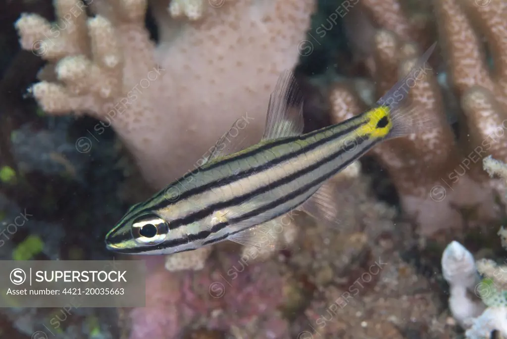 Toothy Cardinalfish (Cheilodipterus isostigmus) adult, swimming, Lembeh Straits, Sulawesi, Sunda Islands, Indonesia, June