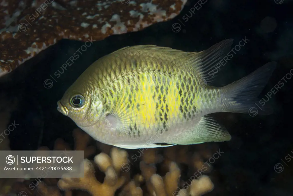 Staghorn Damsel (Amblyglyphidodon curacao) adult, swimming, Lembeh Straits, Sulawesi, Sunda Islands, Indonesia, September