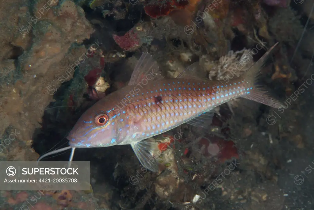 Cinnabar Goatfish (Parupeneus heptacanthus) adult, Lembeh Straits, Sulawesi, Sunda Islands, Indonesia, September