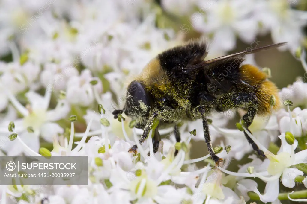 Narcissus Bulb Fly (Merodon equestris) adult, feeding on Hogweed (Heracleum sphondylium) flowers, Hampshire, England, June