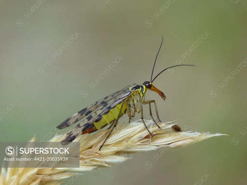 Common Scorpionfly (Panorpa communis) adult female, resting on dry grass at dawn, Cannobina Valley, Italian Alps, Piedmont, Italy, July