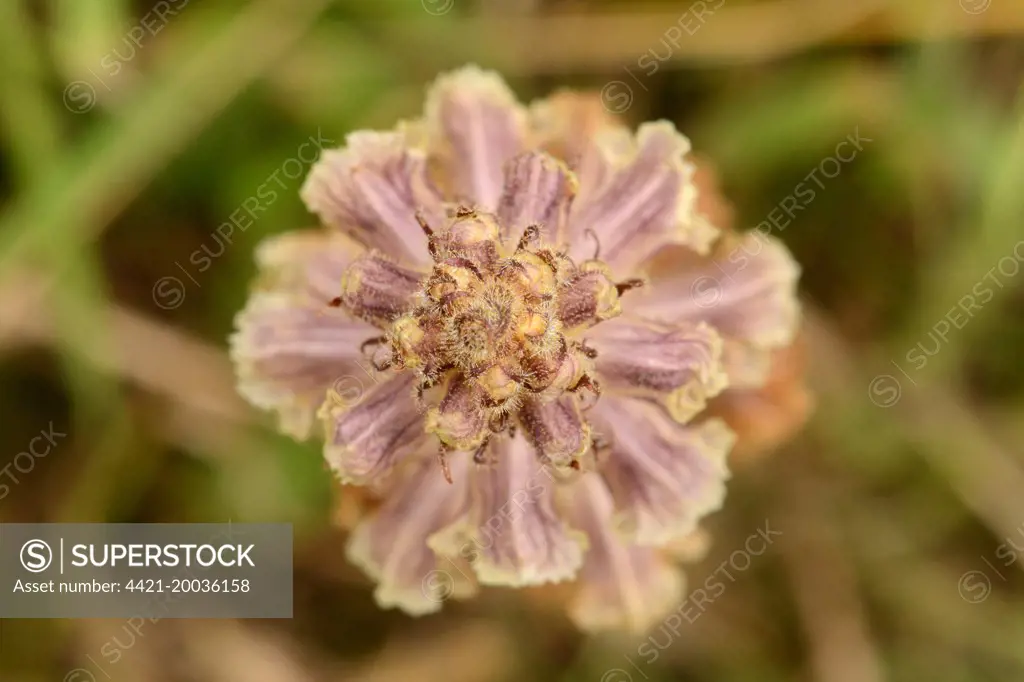 Clove-scented Broomrape (Orobanche caryophyllacea) close-up of flowerspike, Sandwich Bay, Kent, England, June