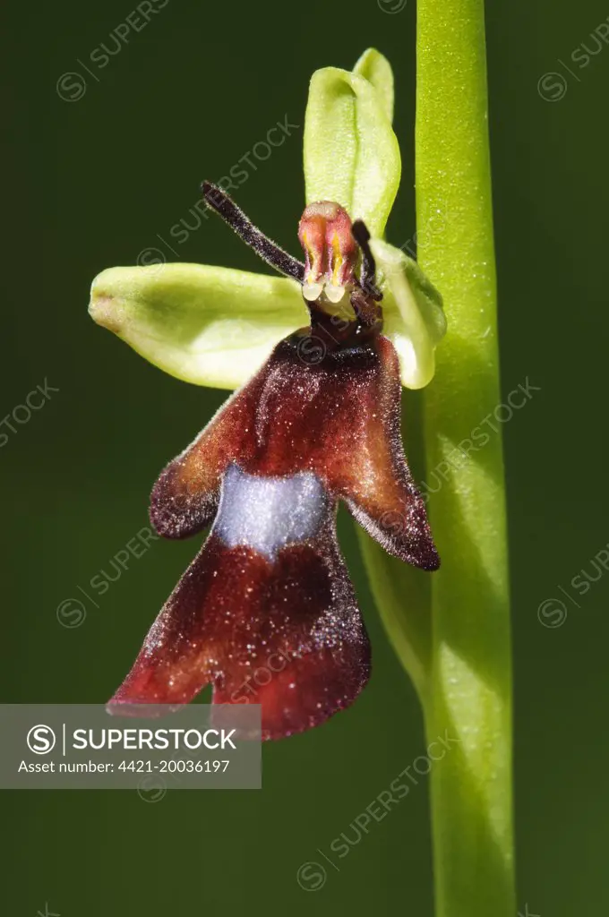 Fly Orchid (Ophrys insectifera) close-up of flower, Denge Wood, North Downs, Kent, England, May
