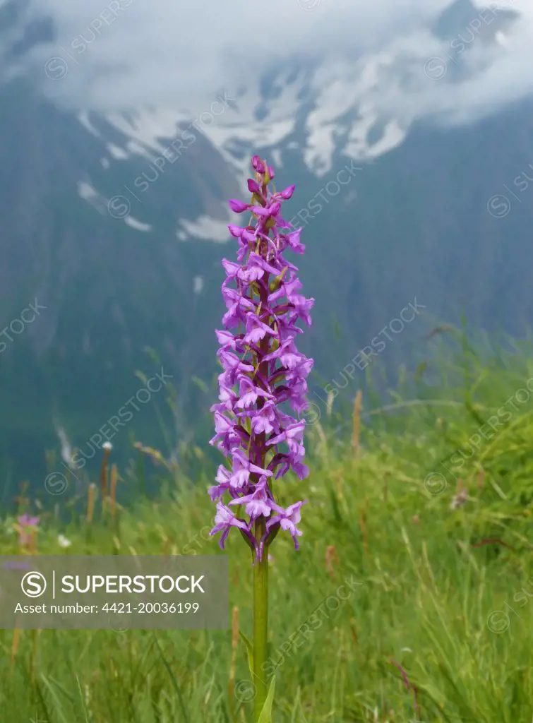 Fragrant Orchid (Gymnadenia conopsea) flowering, growing in mountain habitat, Italian Alps, Italy, July