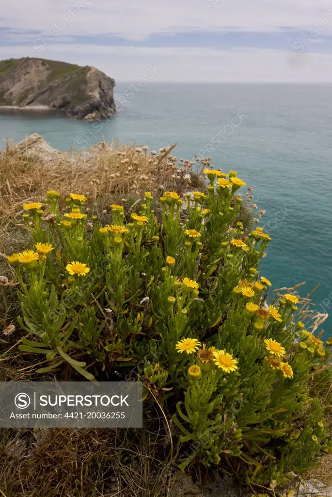Golden Samphire (Inula crithmoides) flowering, growing on clifftop habitat, Lulworth Cove, Dorset, England, July
