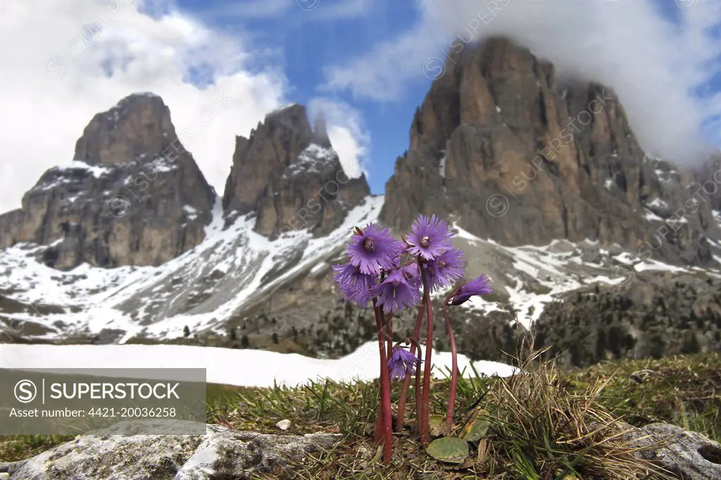 Alpine Snowbell (Soldanella alpina) flowering, growing in high mountain habitat, Passo Sella, Dolomites, Italian Alps, Italy, June