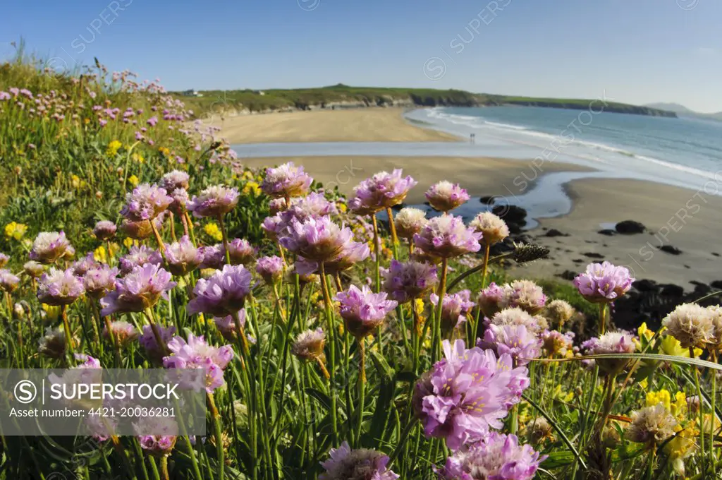 Thrift (Armeria maritima) flowering, growing on clifftop in coastal habitat, St. David's Head, Pembrokeshire, Wales, May