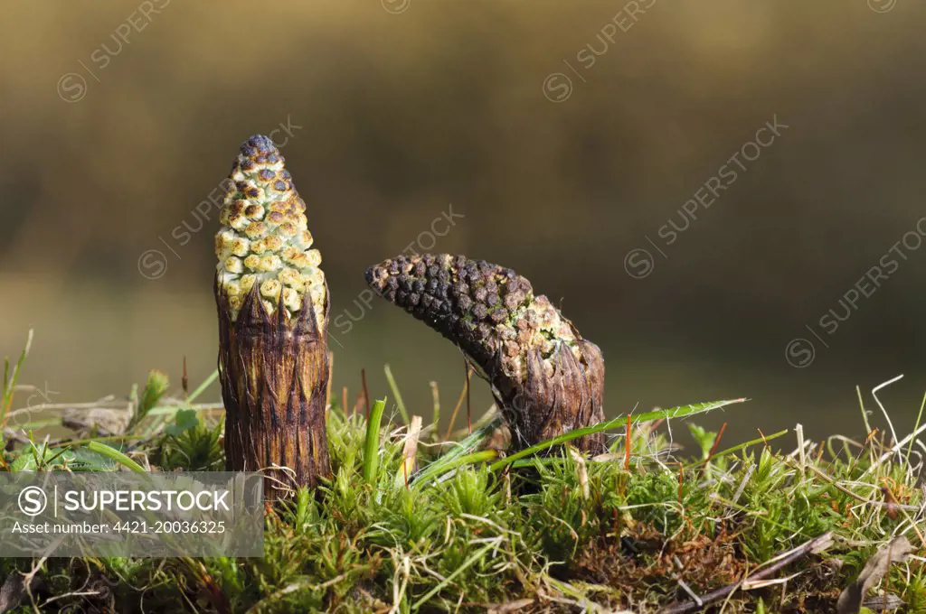 Field Horsetail (Equisetum arvense) two fresh shoots, Blashford Lakes Nature Reserve, Avon Valley, New Forest N.P., Hampshire, England, March