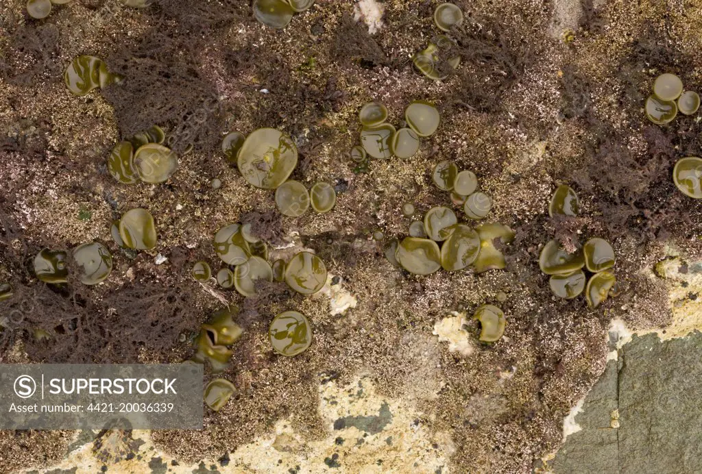 Sea-thong (Himanthalia elongata) 'buttons' growth at base of holdfast, exposed on rock at low tide, Devon, England, September