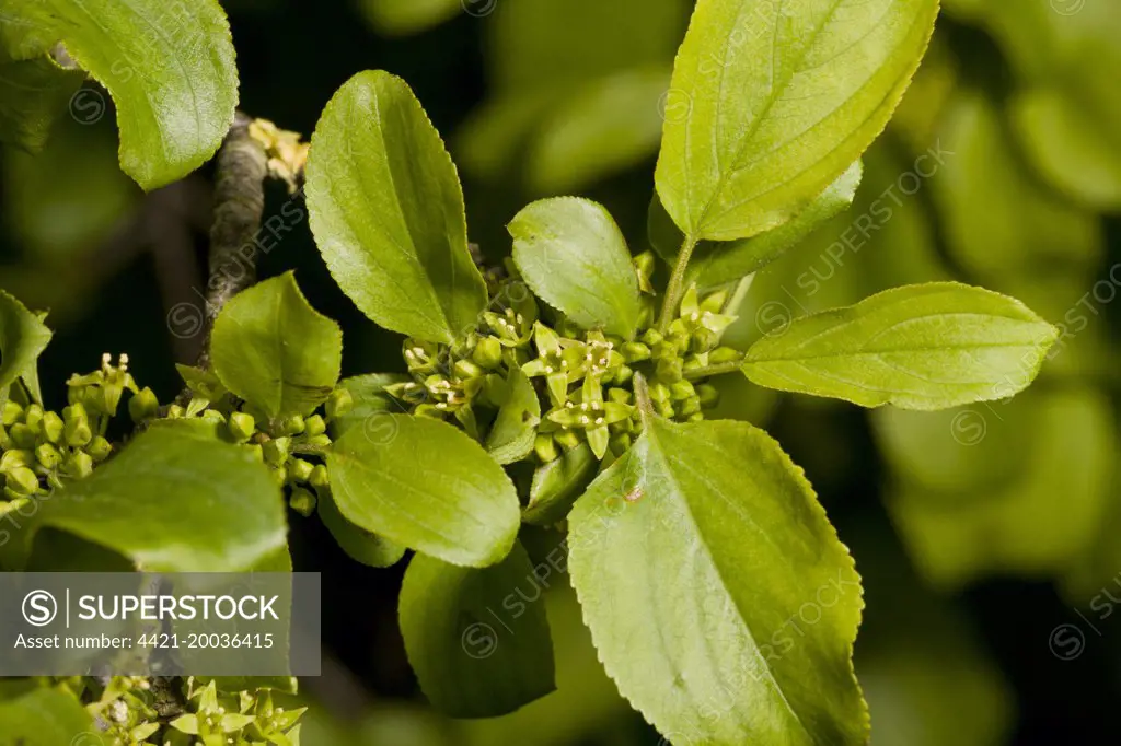 Common Buckthorn (Rhamnus cathartica) close-up of flowers and leaves, growing on chalk downland, Dorset, England, June