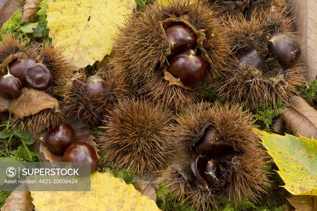 Sweet Chestnut (Castanea sativa) fallen fruit and leaves, Dordogne, France, November
