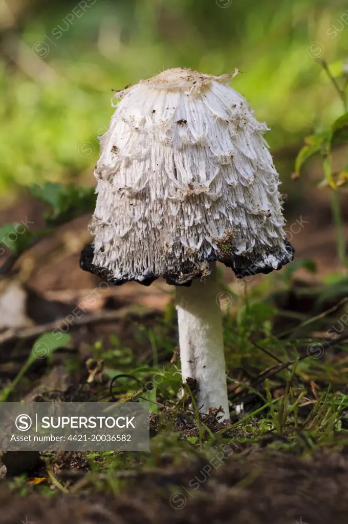 Shaggy Ink Cap (Coprinus comatus) fruiting body, with cap edge beginning to deliquesce, Lound, Nottinghamshire, England, October