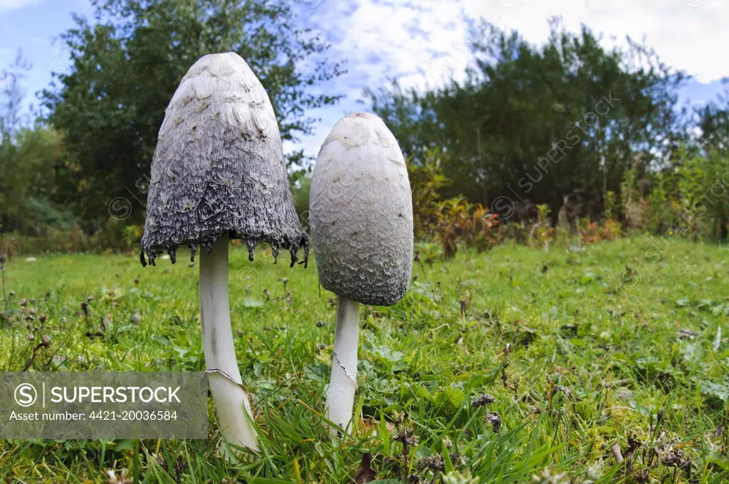 Shaggy Ink Cap (Coprinus comatus) two fruiting bodies, one fresh and one with cap edge beginning to deliquesce, Lound, Nottinghamshire, England, October