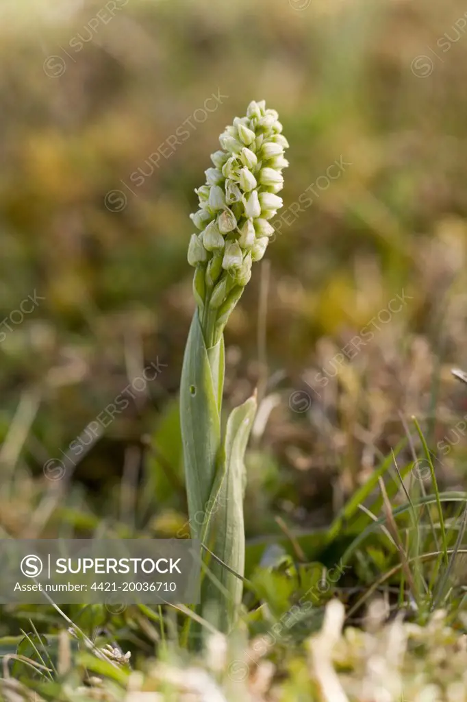 Dense-flowered Orchid (Neotinea maculata) flowering, The Burren, County Clare, Ireland, May