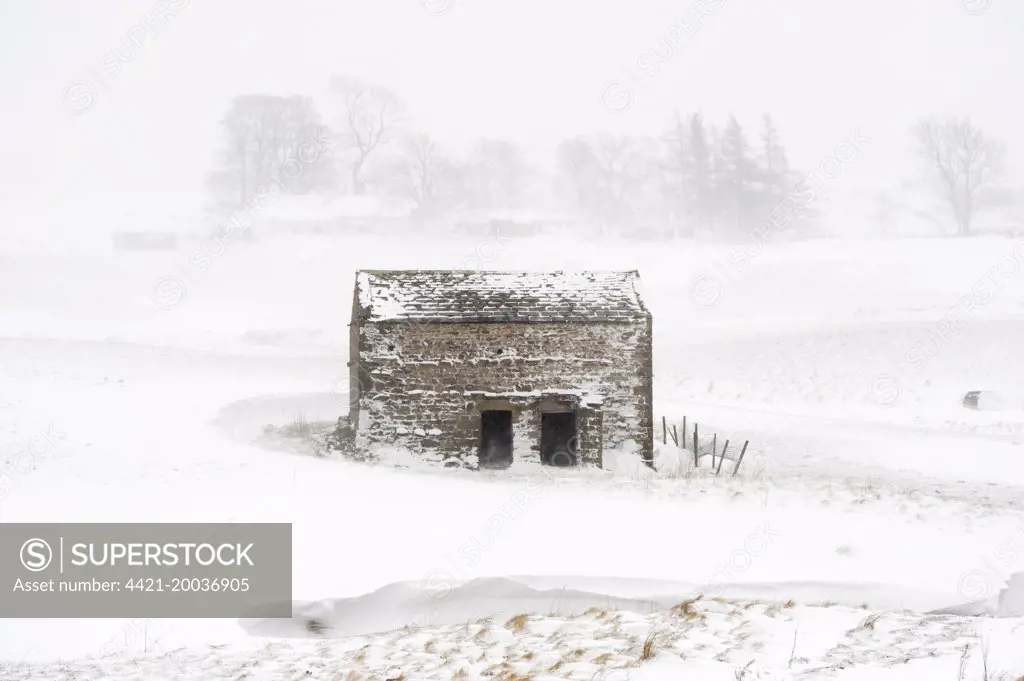 View of stone field barn during snowstorm, Cumbria, England, March 