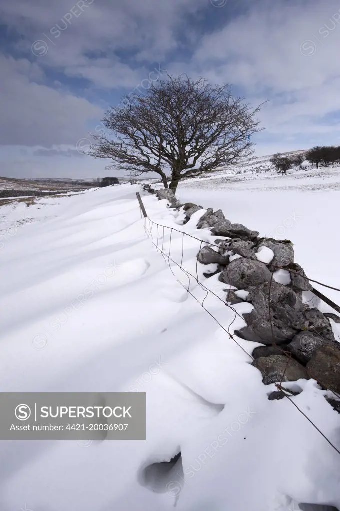 View of snowdrifts behind drystone wall, with lone hawthorn tree, Cumbria, England, March 
