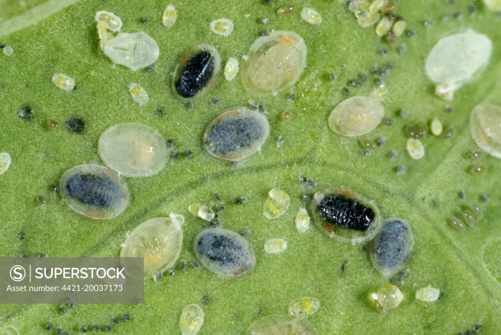 Larval scales of cabbage whitefly, Aleyrodes proletella, parasitised by a parasitoiid wasp, Encarsia tricolor, for commercial biological control