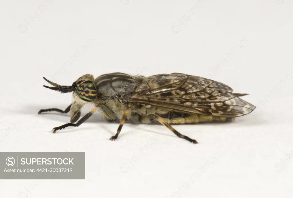 Cleg-fly or horse-fly, Haematopota pluvialis, adult female biting fly