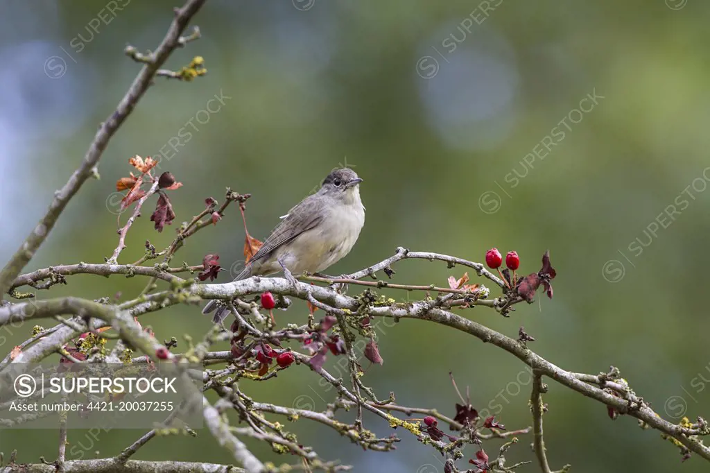 Blackcap a young male on Hawthorn tree
