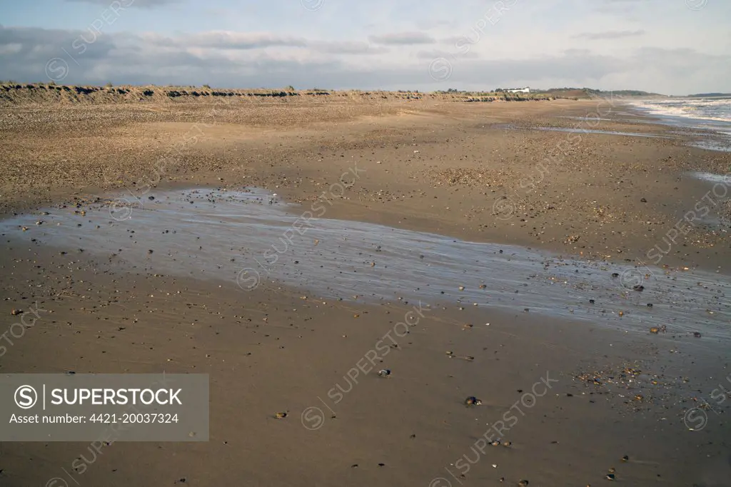 Fresh water seeping out from the water table on Minsmere beach at low tide, Suffolk