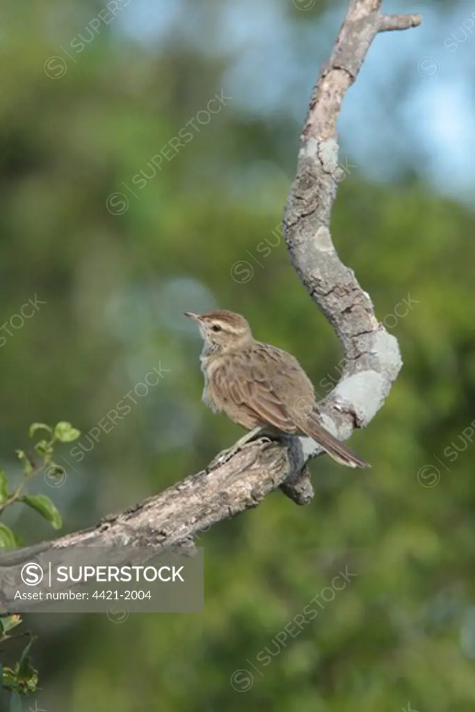 Firewood-gatherer (Anumbius annumbi) juvenile, perched on branch, El Palenque, Buenos Aires Province, Argentina, december