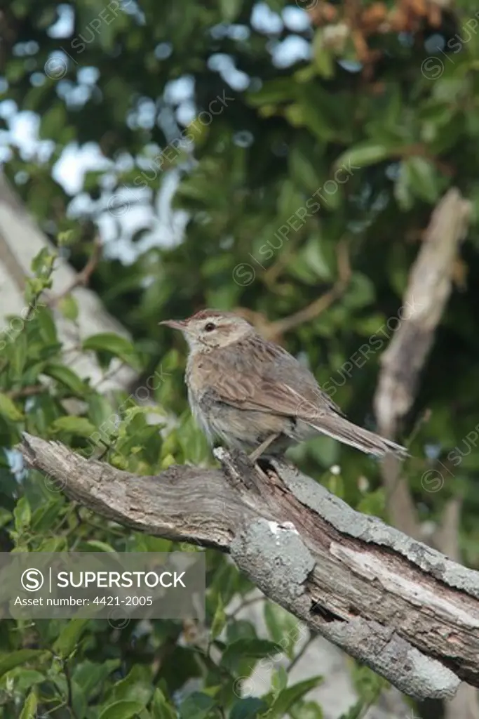 Firewood-gatherer (Anumbius annumbi) adult, perched on branch, El Palenque, Buenos Aires Province, Argentina, december