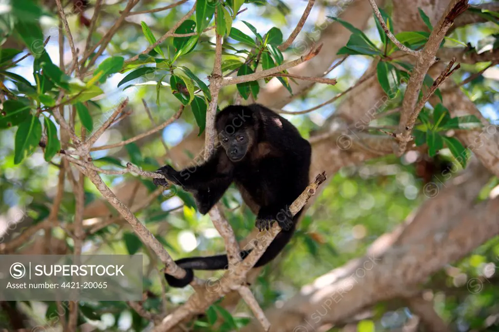 Mantled Howler Monkey (Alouatta palliata) immature, sitting in tree, Roatan, Honduras