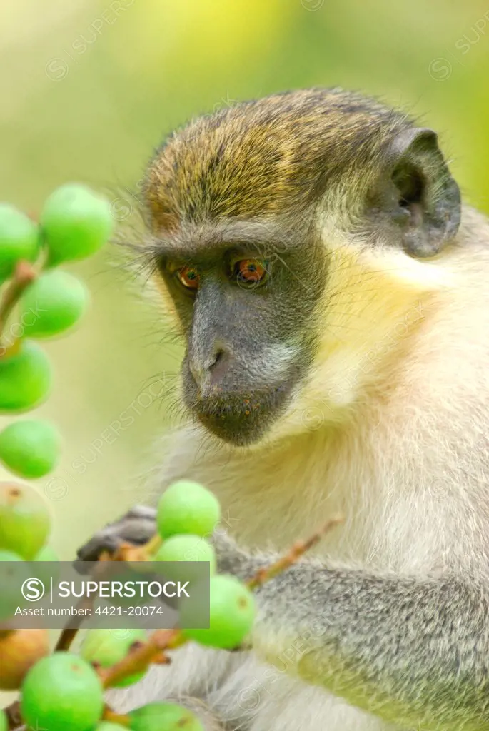 Callithrix Monkey (Cercopithecus sabaeus) adult, feeding on fruit, in resort grounds, Gambia, april