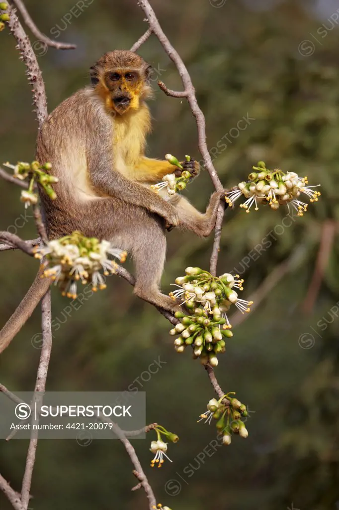 Callithrix Monkey (Cercopithecus sabaeus) adult, with pollen on face, feeding on ceiba tree flowers, Niokolo-Koba, Senegal, february