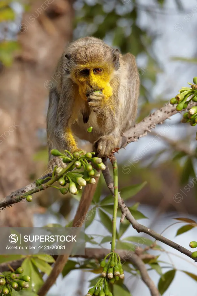 Callithrix Monkey (Cercopithecus sabaeus) adult female, with pollen on face, feeding on ceiba tree flowers, Niokolo-Koba, Senegal, february