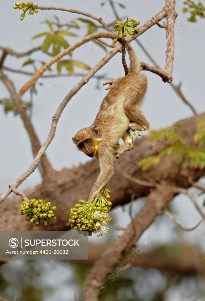 Callithrix Monkey (Cercopithecus sabaeus) young, with pollen on face, feeding on ceiba tree flowers, Niokolo-Koba, Senegal, february