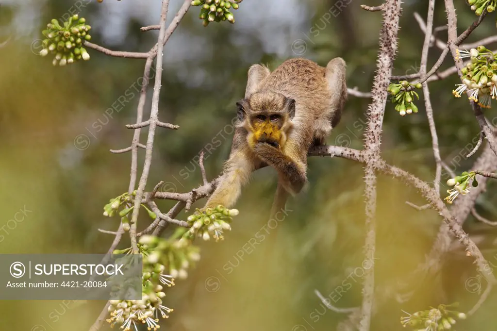 Callithrix Monkey (Cercopithecus sabaeus) adult, with pollen on face, feeding on ceiba tree flowers, Niokolo-Koba, Senegal, february