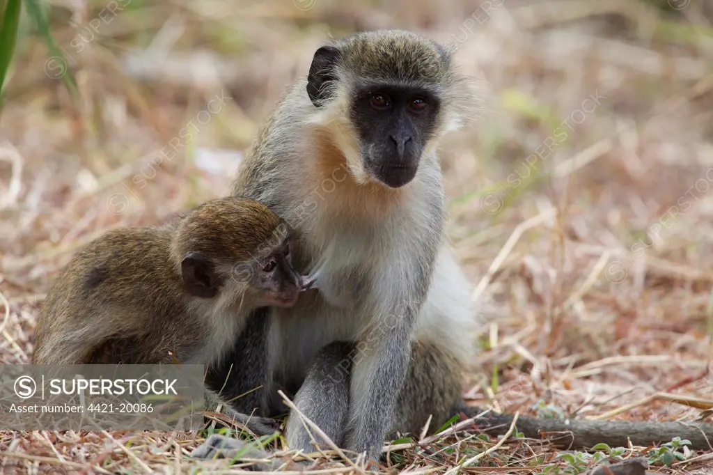 Callithrix Monkey (Cercopithecus sabaeus) adult female with young, suckling, Gambia, january
