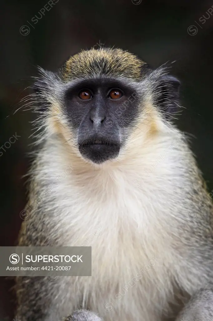 Callithrix Monkey (Cercopithecus sabaeus) adult, close-up of head, Gambia, january