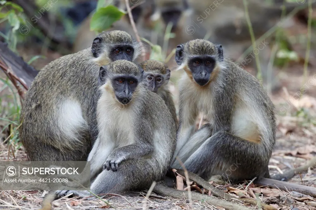 Callithrix Monkey (Cercopithecus sabaeus) adults and juveniles, sitting on ground, Gambia, january