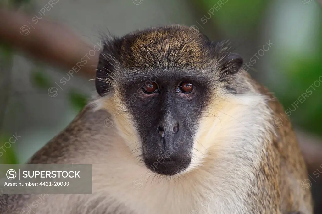 Callithrix Monkey (Cercopithecus sabaeus) adult, close-up of head, Gambia, january