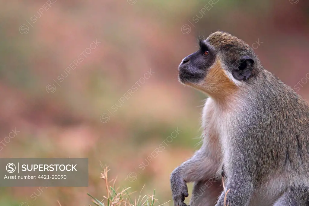 Callithrix Monkey (Cercopithecus sabaeus) adult, looking up, Western Division, Gambia, march