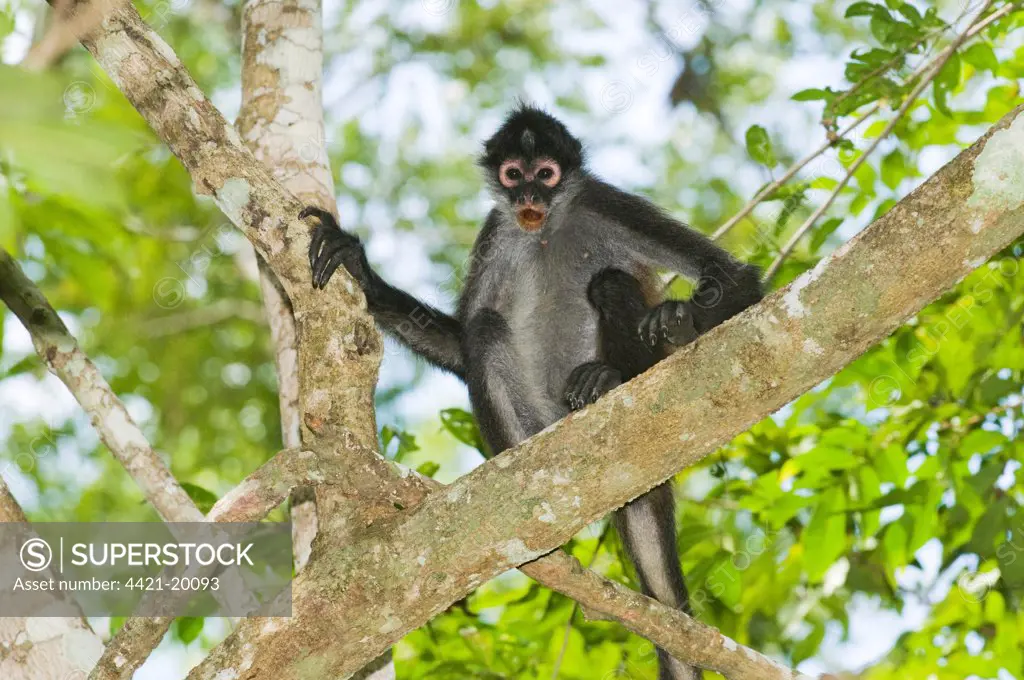 Black-handed Spider Monkey (Ateles geoffroyi) adult, sitting on branch in lowland tropical forest, Tikal N.P., Peten, Guatemala