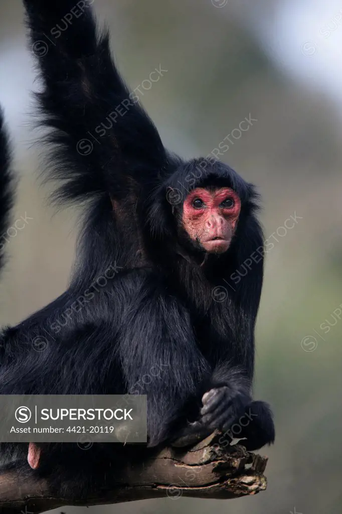 Red-faced Spider Monkey (Ateles paniscus) adult, sitting on branch, Brazil