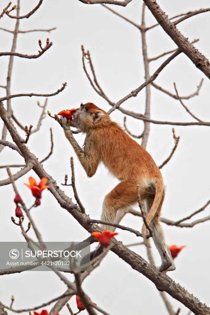 Patas Monkey (Eythrocebus patas) adult, feeding on ceiba tree flowers, Senegal, january