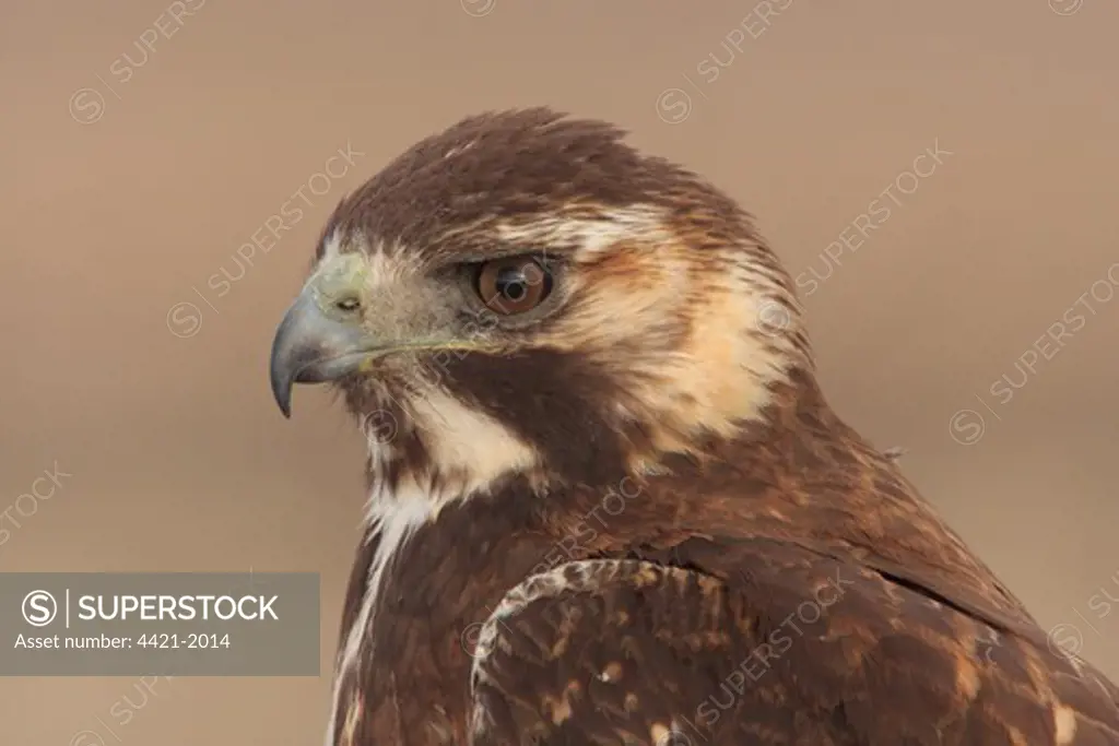 Puna Hawk (Buteo poecilochrous) immature, close-up of head, Abra Pampa, Jujuy, Argentina, july